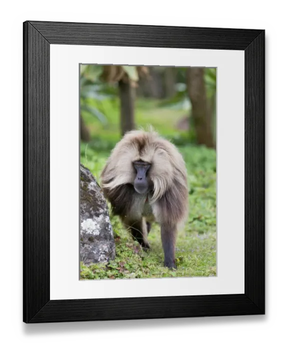 Framed Print : Gelada, Gelada Baboon (Theropithecus gelada), Ethiopia Framed Print : Gelada, Gelada Baboon (Theropithecus gelada), Ethiopia