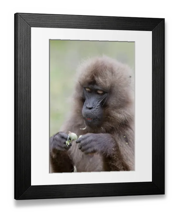 Framed Print : Gelada, Gelada Baboon (Theropithecus gelada), Ethiopia Framed Print : Gelada, Gelada Baboon (Theropithecus gelada), Ethiopia