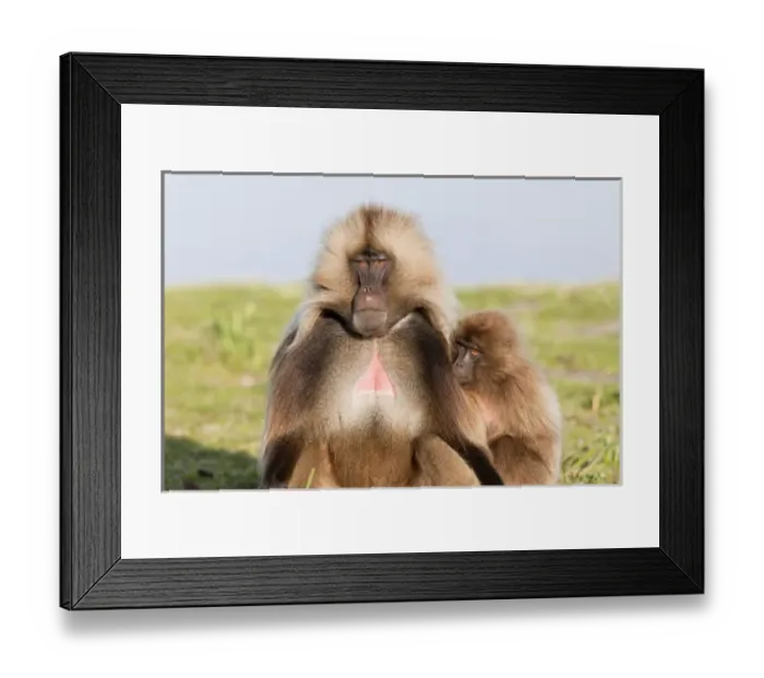 Framed Print : Gelada, Gelada Baboon (Theropithecus gelada), Ethiopia