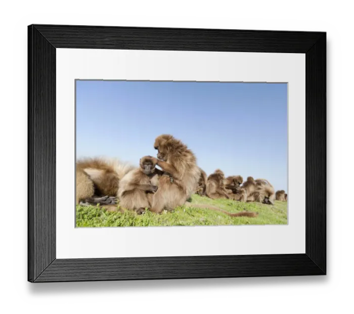 Framed Print : Gelada, Gelada Baboon (Theropithecus gelada), Ethiopia Framed Print : Gelada, Gelada Baboon (Theropithecus gelada), Ethiopia