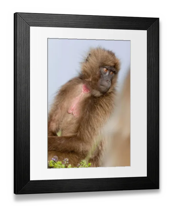 Framed Print : Gelada, Gelada Baboon (Theropithecus gelada), Ethiopia Framed Print : Gelada, Gelada Baboon (Theropithecus gelada), Ethiopia