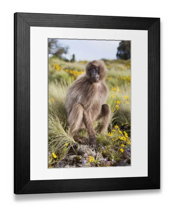 Framed Print : Gelada, Gelada Baboon (Theropithecus gelada), Ethiopia