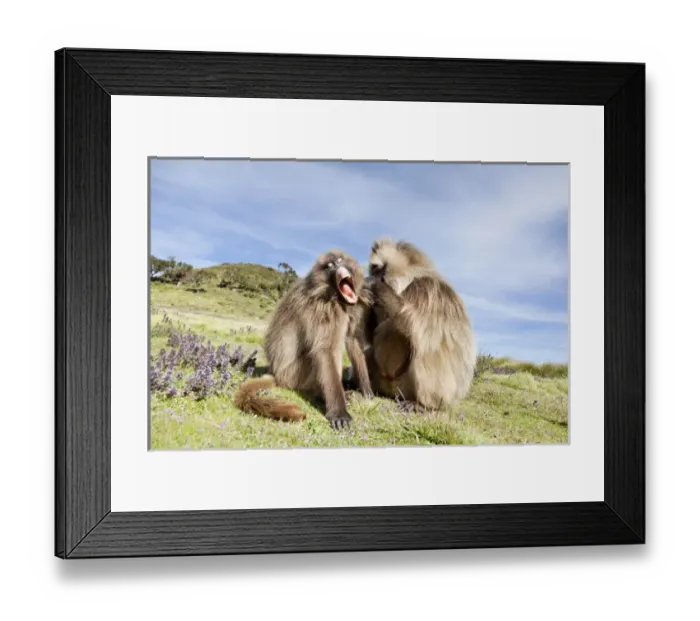 Framed Print : Gelada, Gelada Baboon (Theropithecus gelada), Ethiopia Framed Print : Gelada, Gelada Baboon (Theropithecus gelada), Ethiopia