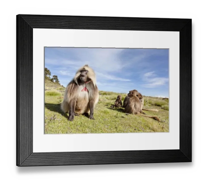 Framed Print : Gelada, Gelada Baboon (Theropithecus gelada), Ethiopia Framed Print : Gelada, Gelada Baboon (Theropithecus gelada), Ethiopia