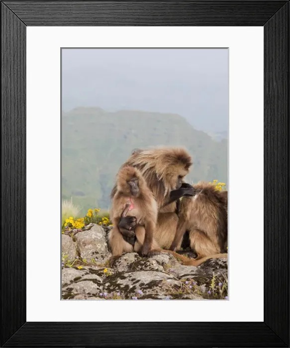 Framed Print : Gelada, Gelada Baboon (Theropithecus gelada), Ethiopia Framed Print : Gelada, Gelada Baboon (Theropithecus gelada), Ethiopia