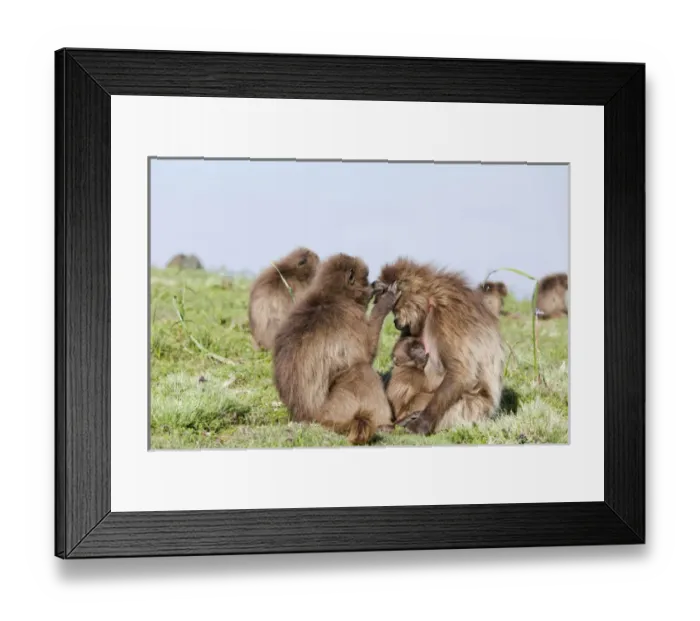 Framed Print : Gelada, Gelada Baboon (Theropithecus gelada), Ethiopia Framed Print : Gelada, Gelada Baboon (Theropithecus gelada), Ethiopia