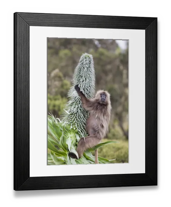 Framed Print : Gelada, Gelada Baboon (Theropithecus gelada), Ethiopia Framed Print : Gelada, Gelada Baboon (Theropithecus gelada), Ethiopia