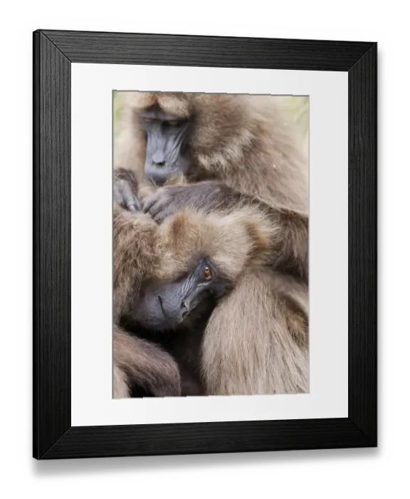 Framed Print : Gelada, Gelada Baboon (Theropithecus gelada), Ethiopia Framed Print : Gelada, Gelada Baboon (Theropithecus gelada), Ethiopia