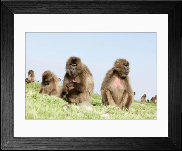 Framed Print : Gelada, Gelada Baboon (Theropithecus gelada), Ethiopia Framed Print : Gelada, Gelada Baboon (Theropithecus gelada), Ethiopia
