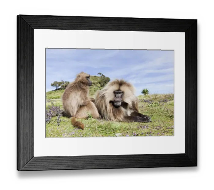 Framed Print : Gelada, Gelada Baboon (Theropithecus gelada), Ethiopia Framed Print : Gelada, Gelada Baboon (Theropithecus gelada), Ethiopia