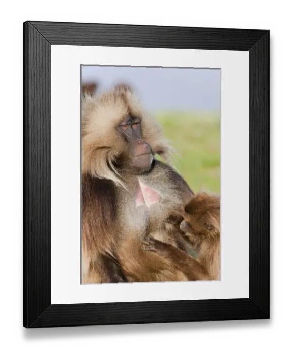 Framed Print : Gelada, Gelada Baboon (Theropithecus gelada), Ethiopia Framed Print : Gelada, Gelada Baboon (Theropithecus gelada), Ethiopia