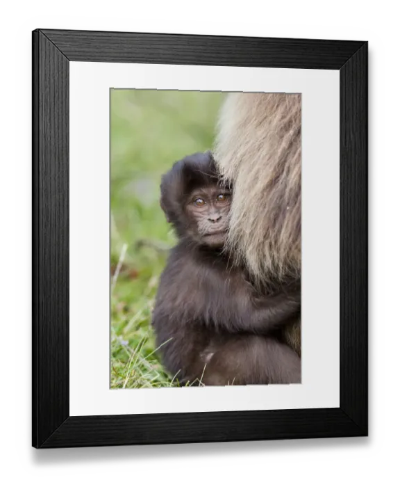Framed Print : Gelada, Gelada Baboon (Theropithecus gelada), Ethiopia Framed Print : Gelada, Gelada Baboon (Theropithecus gelada), Ethiopia
