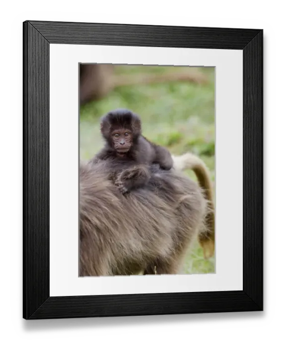 Framed Print : Gelada, Gelada Baboon (Theropithecus gelada), Ethiopia Framed Print : Gelada, Gelada Baboon (Theropithecus gelada), Ethiopia