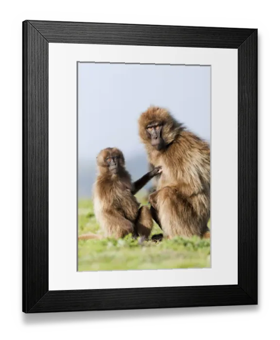 Framed Print : Gelada, Gelada Baboon (Theropithecus gelada), Ethiopia Framed Print : Gelada, Gelada Baboon (Theropithecus gelada), Ethiopia