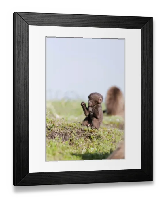 Framed Print : Gelada, Gelada Baboon (Theropithecus gelada), Ethiopia Framed Print : Gelada, Gelada Baboon (Theropithecus gelada), Ethiopia
