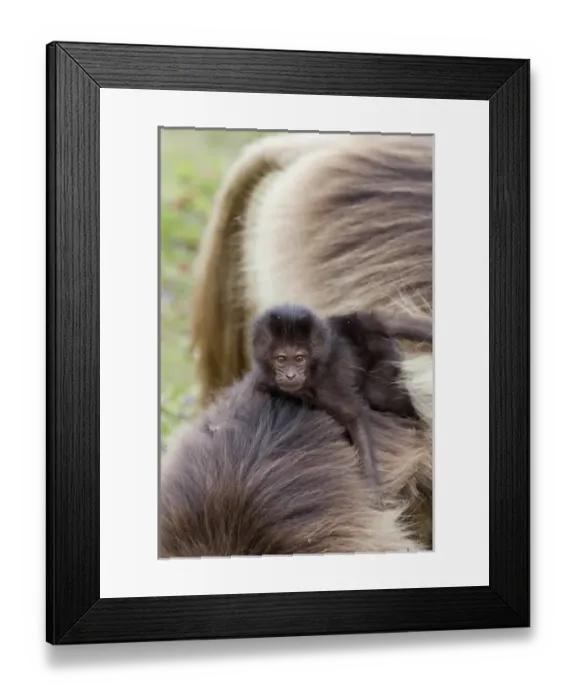 Framed Print : Gelada, Gelada Baboon (Theropithecus gelada), Ethiopia