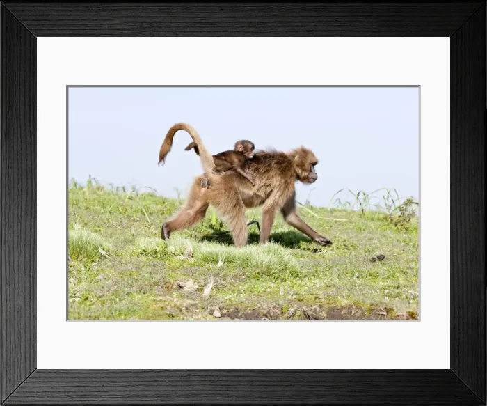 Framed Print : Gelada, Gelada Baboon (Theropithecus gelada), Ethiopia Framed Print : Gelada, Gelada Baboon (Theropithecus gelada), Ethiopia