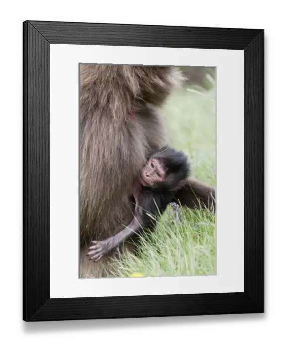Framed Print : Gelada, Gelada Baboon (Theropithecus gelada), Ethiopia Framed Print : Gelada, Gelada Baboon (Theropithecus gelada), Ethiopia