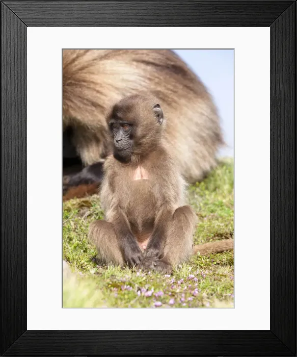 Framed Print : Gelada, Gelada Baboon (Theropithecus gelada), Ethiopia Framed Print : Gelada, Gelada Baboon (Theropithecus gelada), Ethiopia