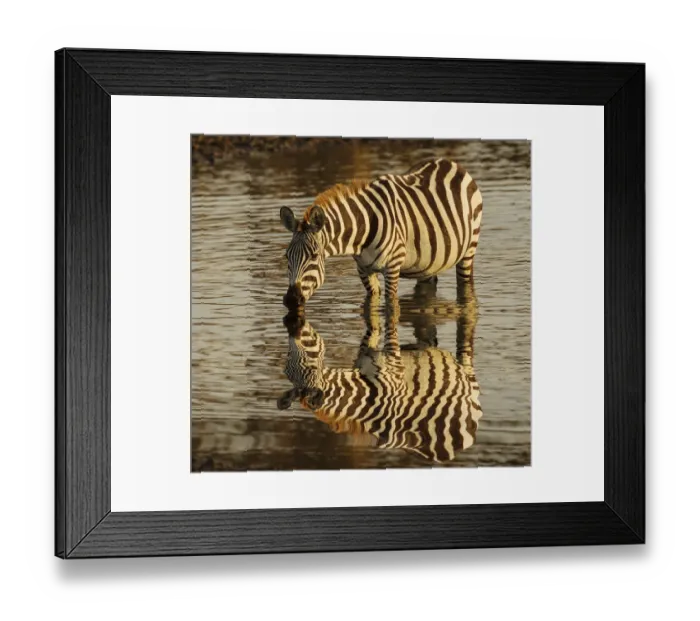 Framed Print : Burchellas zebra drinking at sunrise, Masai Mara, Kenya, Africa, Equus quagga Framed Print : Burchellas zebra drinking at sunrise, Masai Mara, Kenya, Africa, Equus quagga