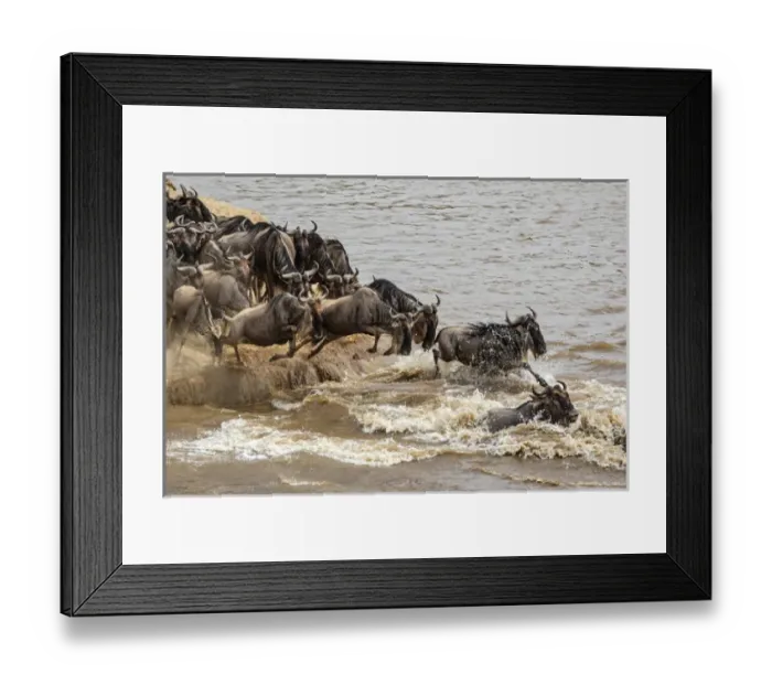 Framed Print : Wildebeest or gnu herd crossing Mara River in late summer, Masai Mara, Kenya, Africa