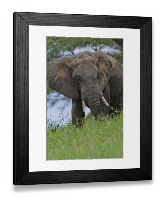 Framed Print : Amboseli National Park Kenya Africa safari elephant wild in reserve Amboseli Framed Print : Amboseli National Park Kenya Africa safari elephant wild in reserve Amboseli