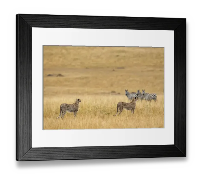 Framed Print : Cheetahs, Masai Mara, Kenya, Africa Framed Print : Cheetahs, Masai Mara, Kenya, Africa