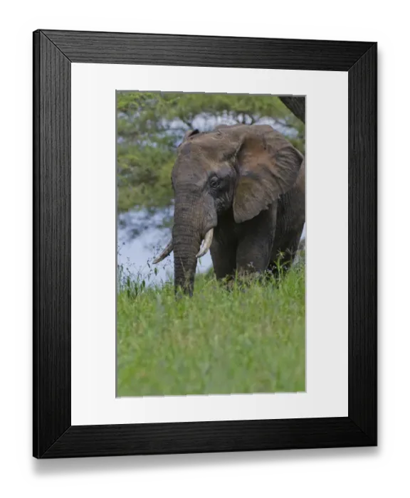 Framed Print : Amboseli National Park Kenya Africa safari elephant wild in reserve Amboseli Framed Print : Amboseli National Park Kenya Africa safari elephant wild in reserve Amboseli