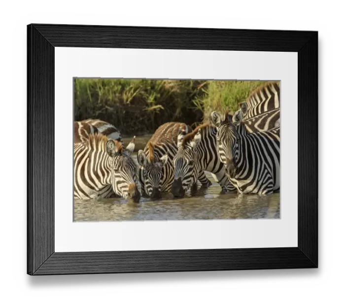 Framed Print : Burchellas zebras drinking at sunrise, Masai Mara, Kenya, Africa, Equus quagga Framed Print : Burchellas zebras drinking at sunrise, Masai Mara, Kenya, Africa, Equus quagga