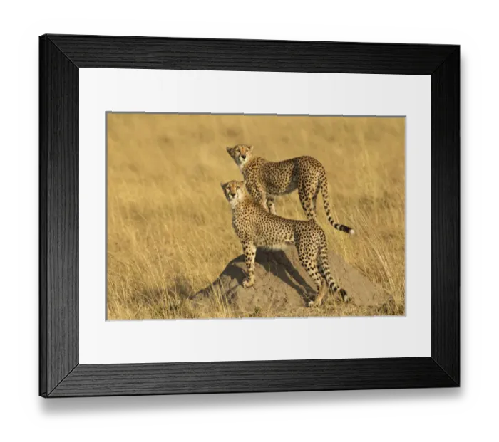 Framed Print : Cheetahs, Masai Mara, Kenya, Africa
