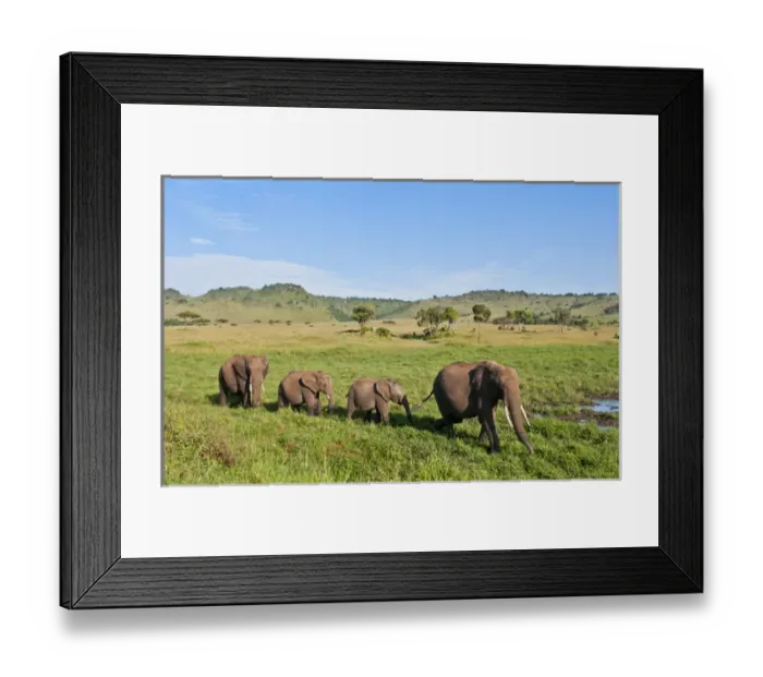 Framed Print : Kenya, Masai Mara, Africa herd of elephants in tall grass in the Masai Mara National Framed Print : Kenya, Masai Mara, Africa herd of elephants in tall grass in the Masai Mara National