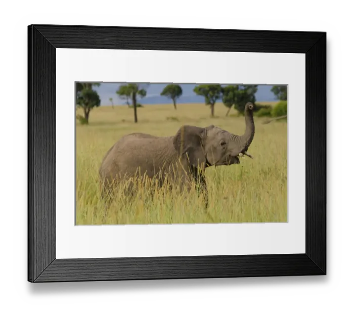 Framed Print : Masai Mara National Park Kenya Africa baby elephant playing in Masai Mara with mom Framed Print : Masai Mara National Park Kenya Africa baby elephant playing in Masai Mara with mom