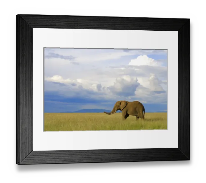 Framed Print : Masai Mara National Park Kenya Africa sunset with huge male elephant in sunset with Framed Print : Masai Mara National Park Kenya Africa sunset with huge male elephant in sunset with