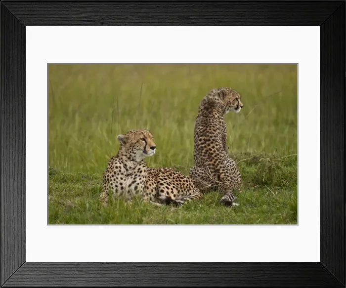 Framed Print : Kenya Masai Mara Africa female mother cheetah relaxing with cub in grass in the Masai