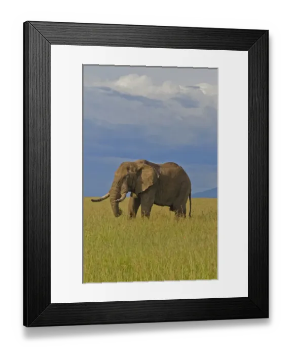 Framed Print : Masai Mara National Park Kenya Africa sunset with huge male elephant in sunset with