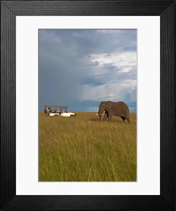 Framed Print : Kenya Masai Mara Africa lone giant elephant in golden sunset with grass with safari