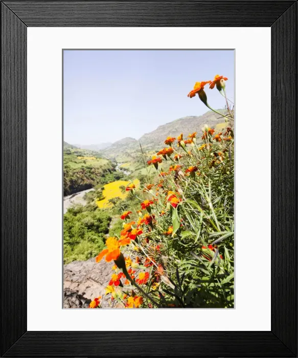 Framed Print : Tagetes plants and landscape, Ethiopia