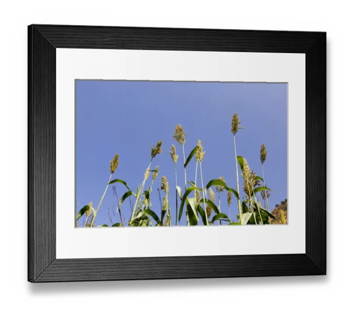 Framed Print : Millet in the Highlands of Ethiopia
