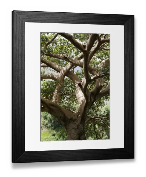 Framed Print : Fig Tree near the Escarpment of the Semien Mountains, Ethiopia Framed Print : Fig Tree near the Escarpment of the Semien Mountains, Ethiopia