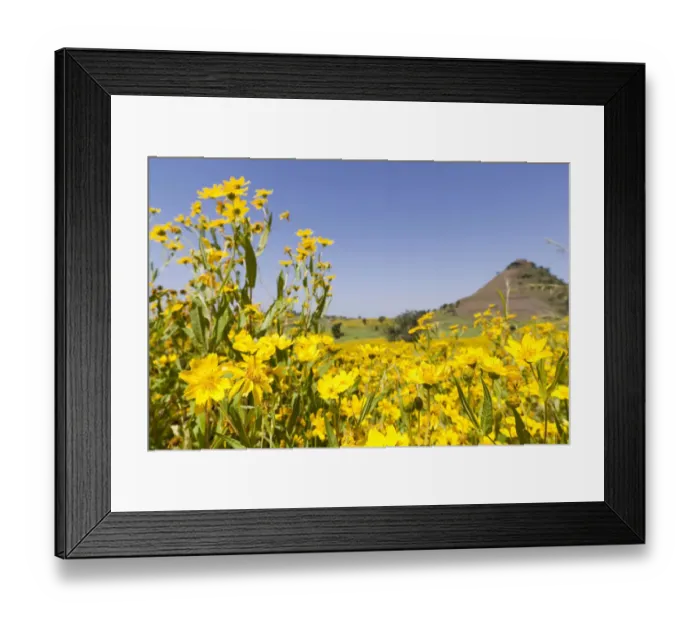 Framed Print : Field with Niger seed near Mulit, close to Semien Mountains, Ethiopia Framed Print : Field with Niger seed near Mulit, close to Semien Mountains, Ethiopia
