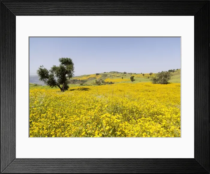 Framed Print : Field with Niger seed near Mulit, close to Semien Mountains, Ethiopia