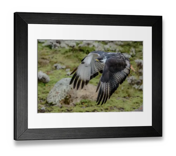 Framed Print : Augur buzzard (Buteo augur) in Flight. Bale Mountains National Park. Ethiopia Framed Print : Augur buzzard (Buteo augur) in Flight. Bale Mountains National Park. Ethiopia