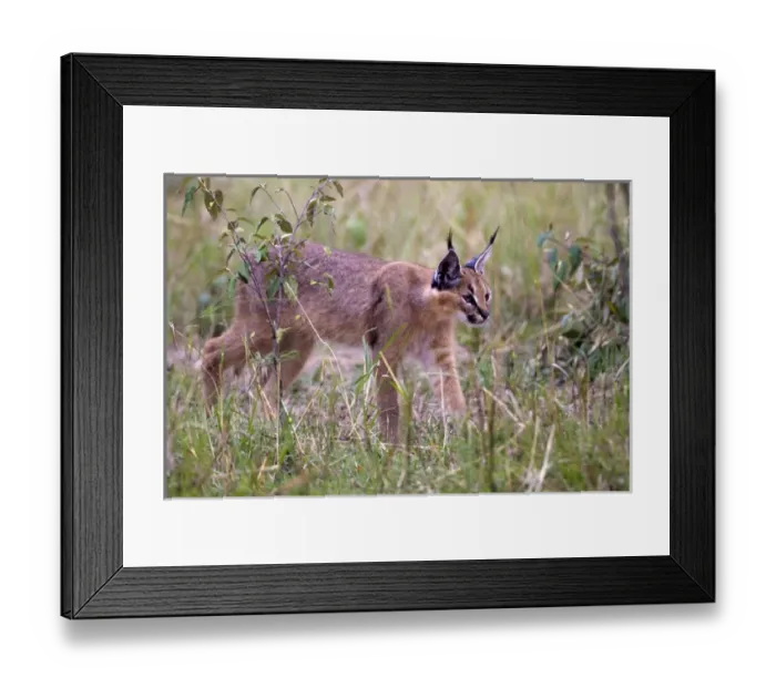 Framed Print : Caracal, Masai Mara, Kenya Framed Print : Caracal, Masai Mara, Kenya