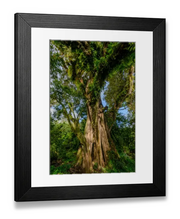 Framed Print : Shefleria sp. Bale Mountains National Park. Ethiopia