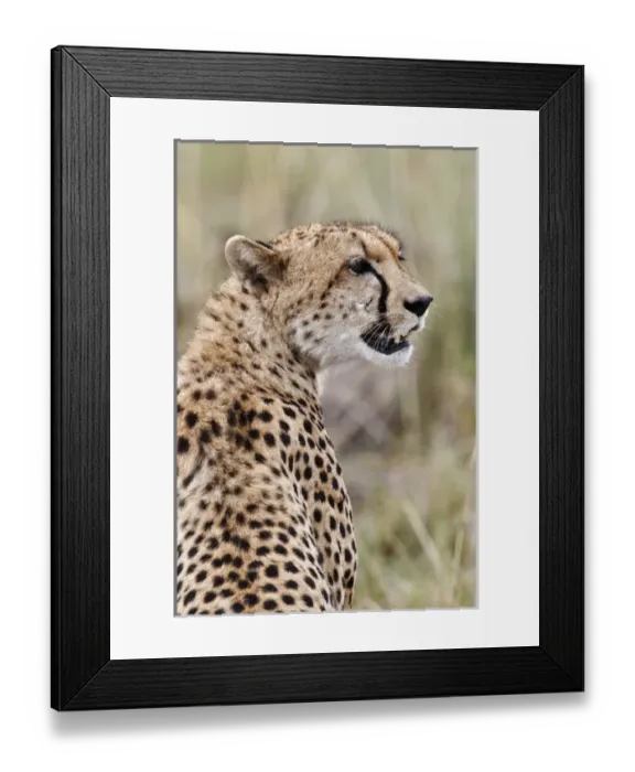 Framed Print : Cheetah, Masai Mara, Kenya, Africa Framed Print : Cheetah, Masai Mara, Kenya, Africa