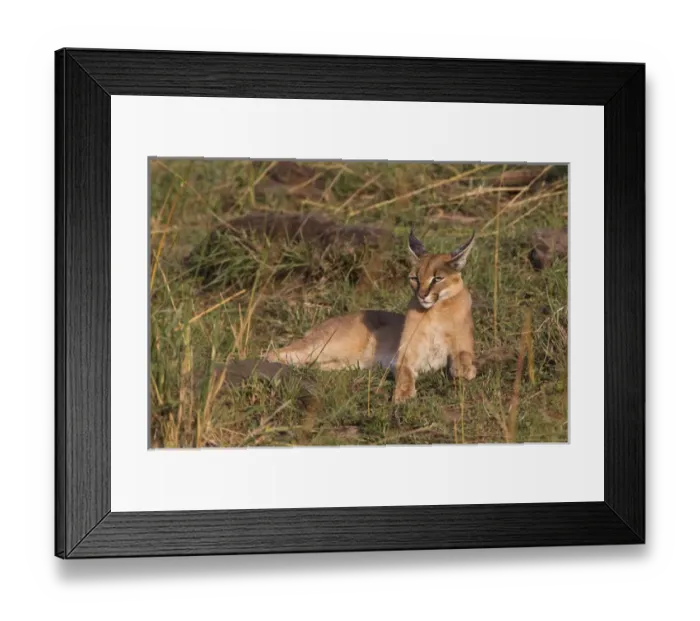 Framed Print : Caracal, Masai Mara, Kenya, Africa Framed Print : Caracal, Masai Mara, Kenya, Africa