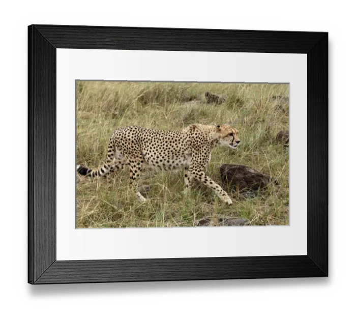 Framed Print : Cheetah, Masai Mara, Kenya, Africa Framed Print : Cheetah, Masai Mara, Kenya, Africa