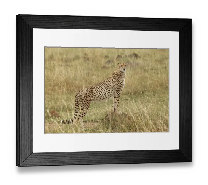 Framed Print : Cheetah, Masai Mara, Kenya, Africa Framed Print : Cheetah, Masai Mara, Kenya, Africa