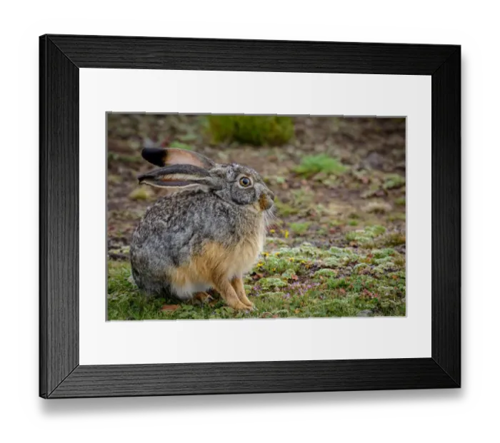 Framed Print : Starcks Hare (Lepus starcki). Bale Mountains National Park. Ethiopia Framed Print : Starcks Hare (Lepus starcki). Bale Mountains National Park. Ethiopia