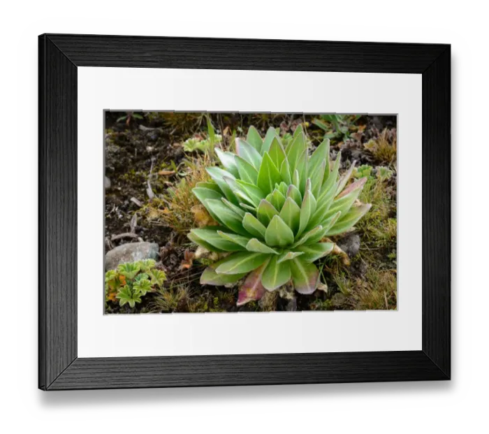 Framed Print : Giant lobelia (Lobelia rhyncopetalum). Bale Mountains National Park. Ethiopia Framed Print : Giant lobelia (Lobelia rhyncopetalum). Bale Mountains National Park. Ethiopia